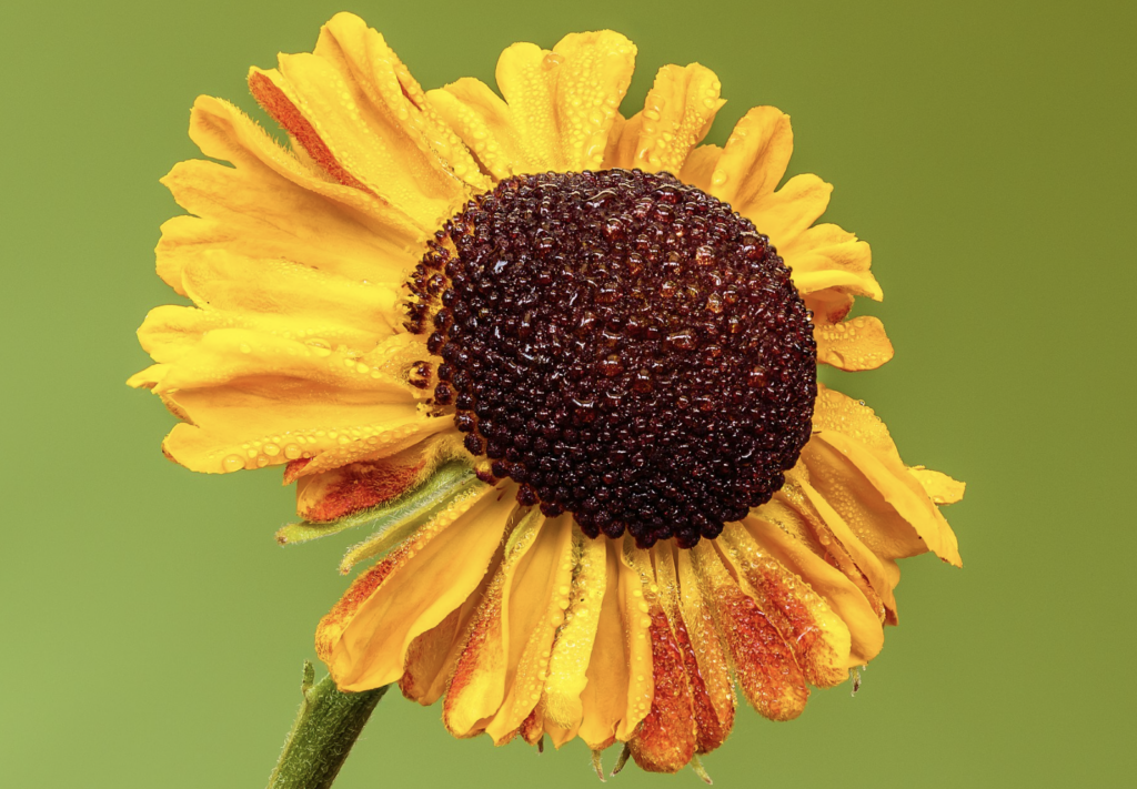 Helenium